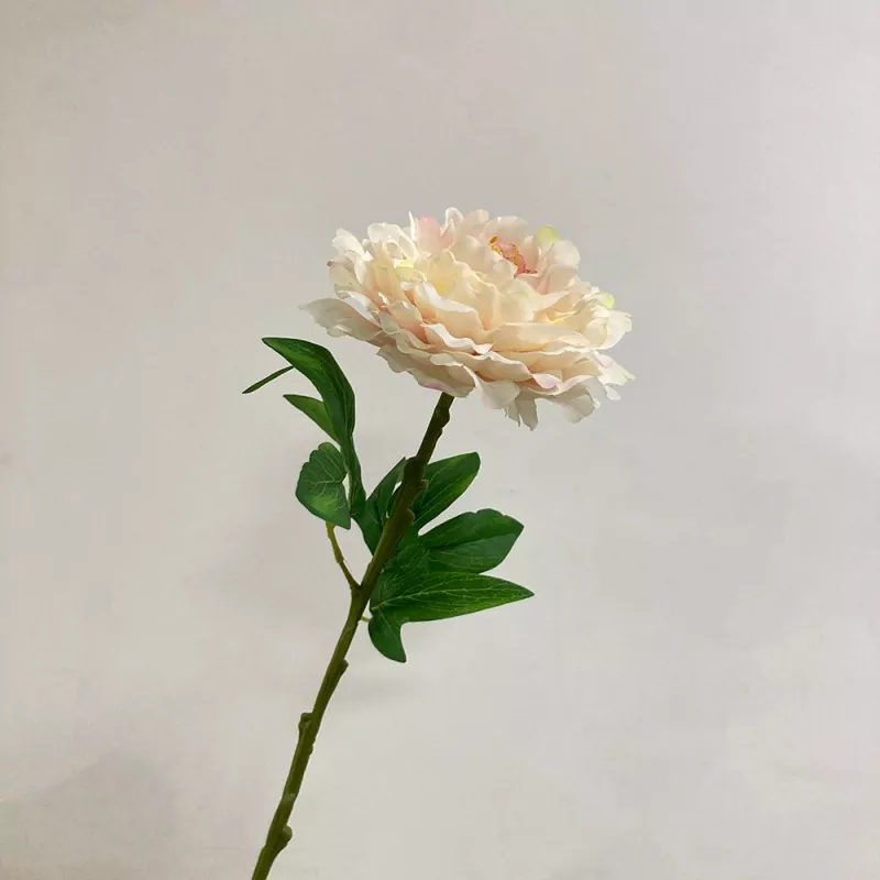 ดอกไม้ดอกโบตั๋นขนาดใหญ่