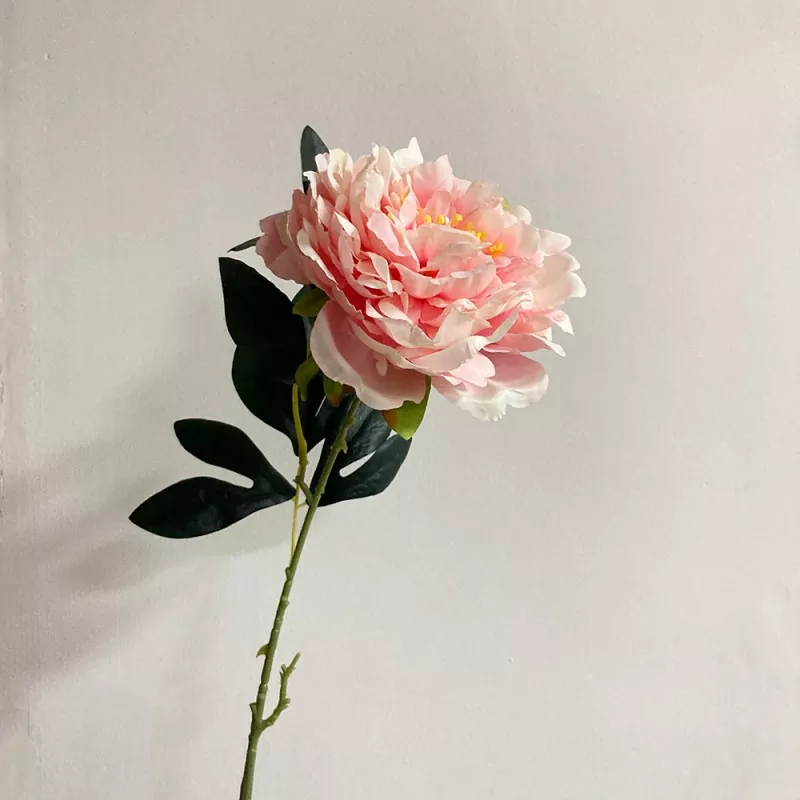 ดอกโบตั๋นลำต้นเดี่ยวยาว