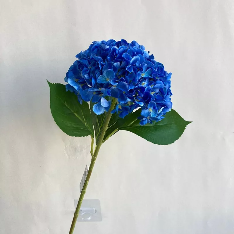 ดอกไม้ไฮเดรนเยียที่ทนต่อรังสียูวี